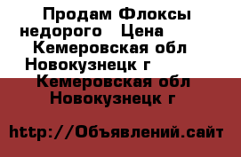 Продам Флоксы недорого › Цена ­ 200 - Кемеровская обл., Новокузнецк г.  »    . Кемеровская обл.,Новокузнецк г.